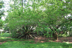 Canthium parviflorum